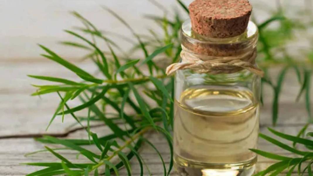 Bu bitkilerin bir tek ölüme çaresi yok! Bedava olduğu için kimse tavsiye etmiyor: Bu 9 bitki ile bir daha hasta olmayacaksınız 8